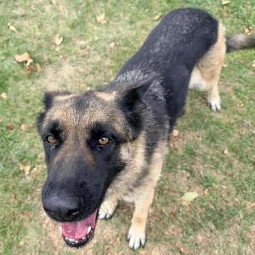 MARSHA - German Shepherd Dog available for adoption