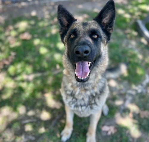 MARSHA - German Shepherd Dog available for adoption