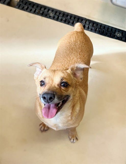 ETHEL - Chihuahua / Terrier available for adoption