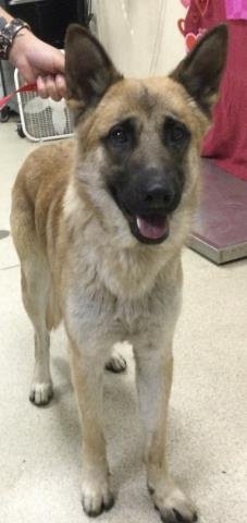 CANELO - German Shepherd Dog available for adoption