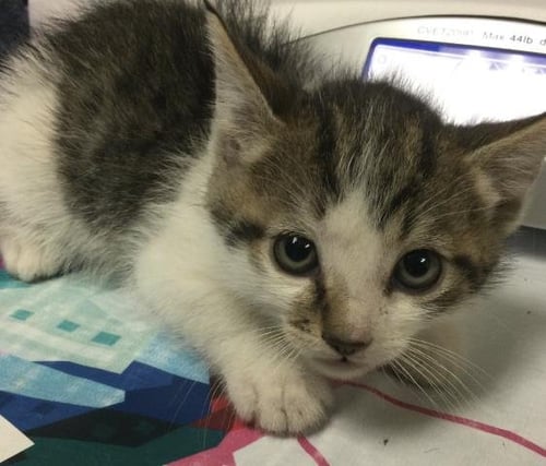 PAUL - Domestic Short Hair available for adoption
