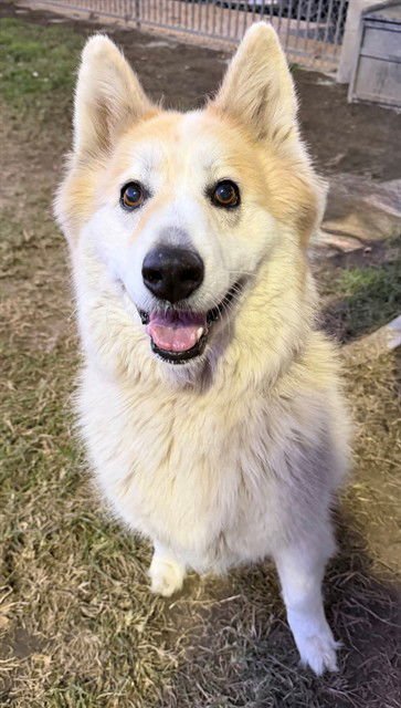 COCO - Siberian Husky available for adoption