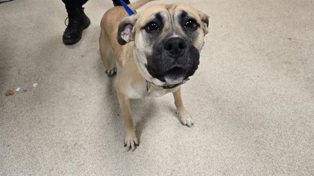 LUNA - Boxer available for adoption