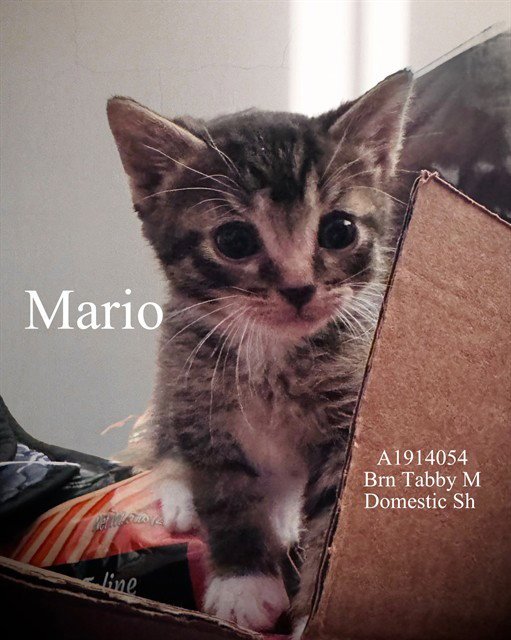 MARIO Image