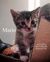 MARIO - Photo 1