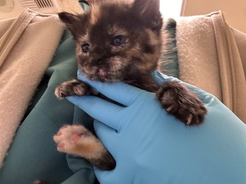 BOE PEEP - Domestic Short Hair available for adoption