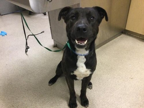 ADIN - Rottweiler available for adoption