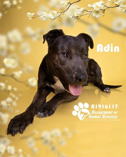ADIN - Rottweiler available for adoption