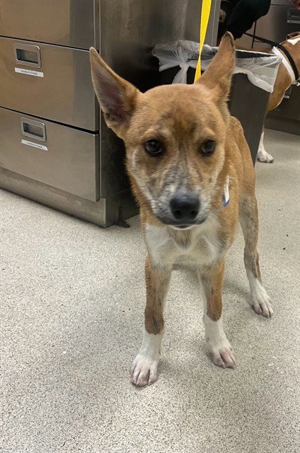 LEO - Shiba Inu available for adoption
