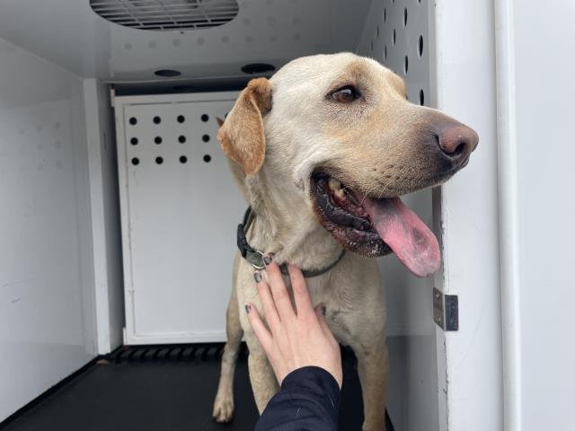 HANZEL - Labrador Retriever available for adoption