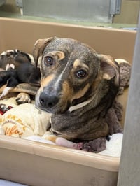 LILLY - Photo 1