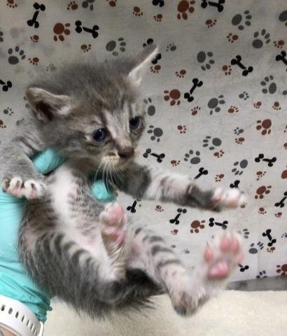 RAPHAEL - Domestic Short Hair available for adoption
