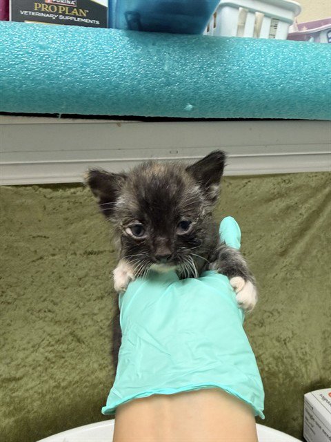 GORGIA - Domestic Short Hair available for adoption