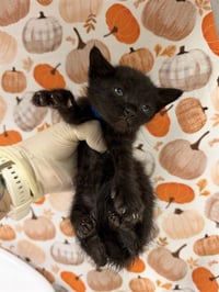 PEANUT - Photo 1