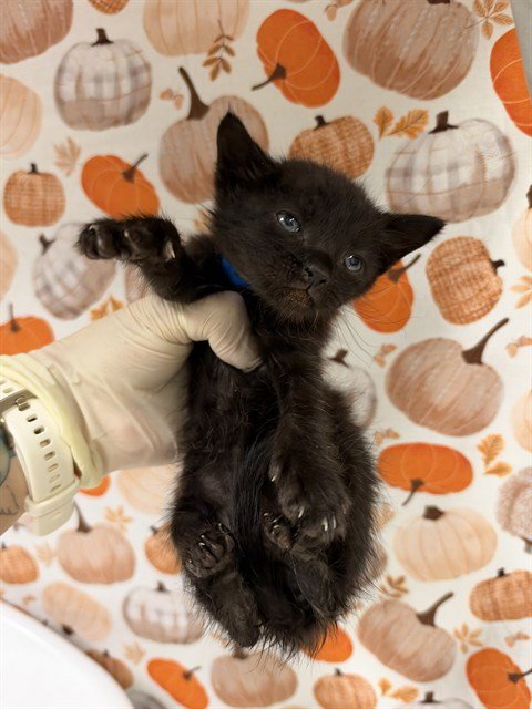 PEANUT - Domestic Short Hair available for adoption