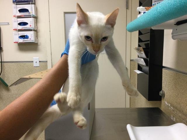 ASTRO - Domestic Short Hair available for adoption