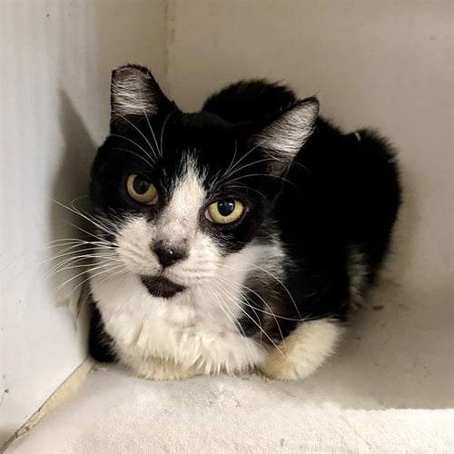 JELLO - Domestic Short Hair available for adoption