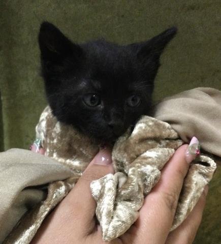 LILLY - Domestic Short Hair available for adoption