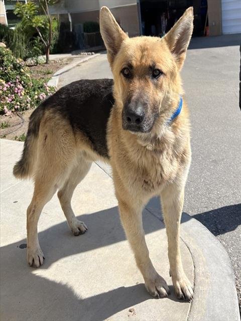 ORION - German Shepherd Dog available for adoption