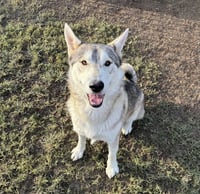 BANDIT - Photo 1