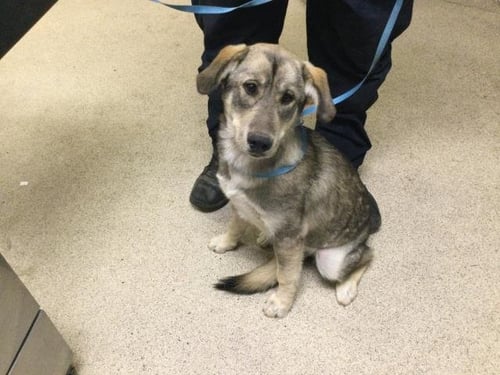 BUNNY - German Shepherd Dog available for adoption