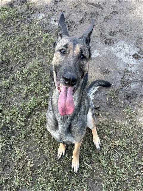 ANNABELLA - Belgian Shepherd Malinois available for adoption