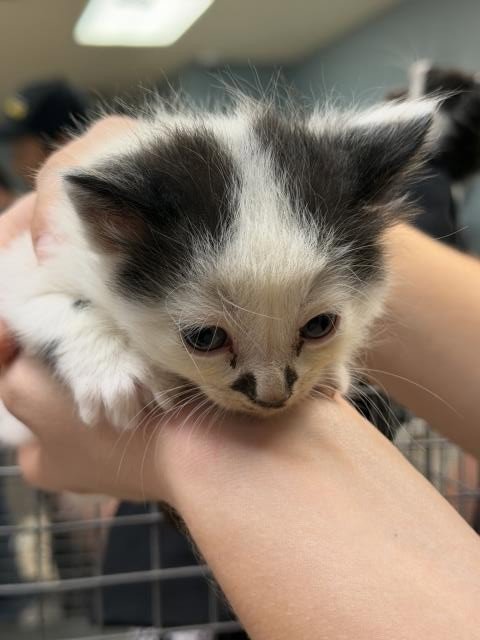 CARL - Domestic Long Hair available for adoption