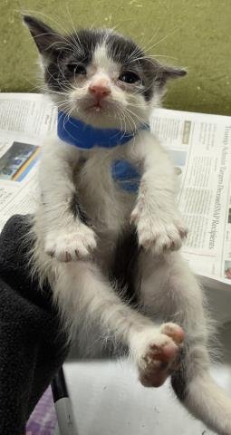 NACHO - Domestic Short Hair available for adoption