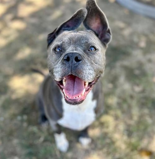 BETTY - Pit Bull Terrier / Terrier available for adoption