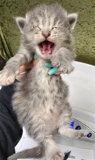 HAZELNUT - Domestic Short Hair available for adoption