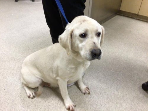 WINNIE - Labrador Retriever available for adoption
