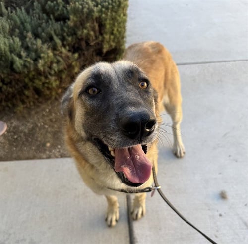 MIA - Belgian Shepherd Malinois available for adoption
