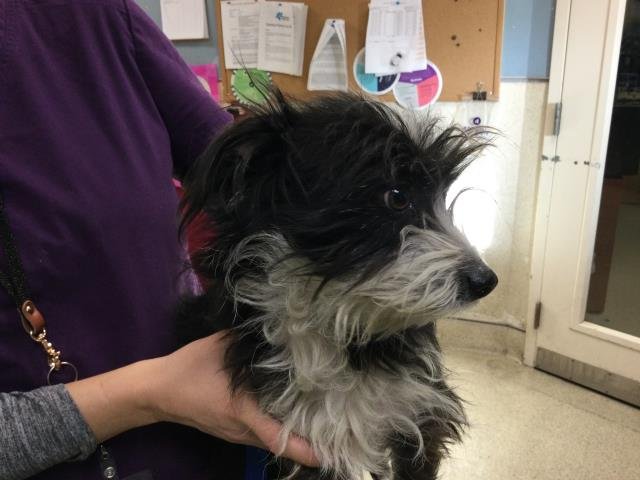 ARNOLD - Terrier available for adoption