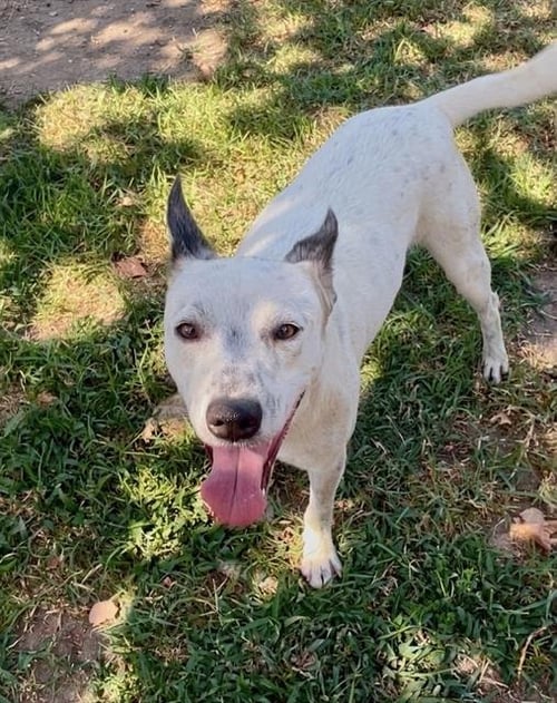 CAPTAIN - German Shepherd Dog available for adoption