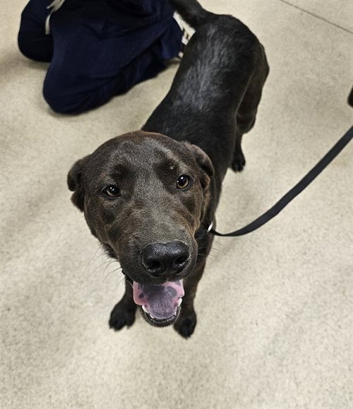 OAKLEY - Labrador Retriever available for adoption
