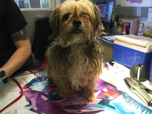 KOREY - Terrier available for adoption