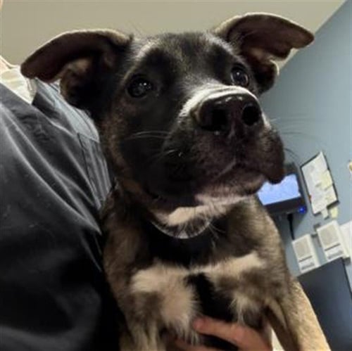 MUFFIN - German Shepherd Dog available for adoption