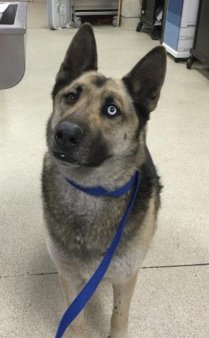 GODZILLA - German Shepherd Dog / Siberian Husky available for adoption
