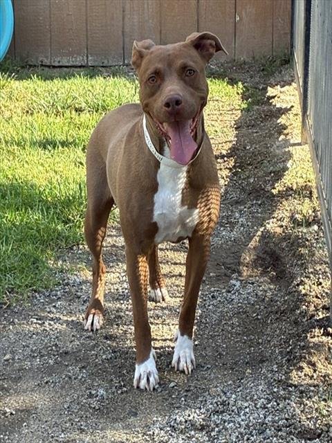 SWEETIE - Pit Bull Terrier available for adoption
