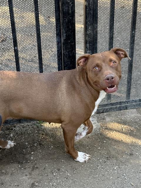 SWEETIE - Pit Bull Terrier available for adoption