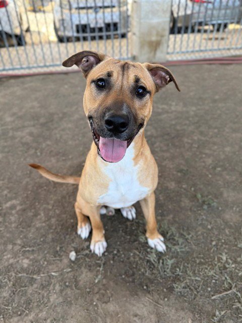 ODIE Image