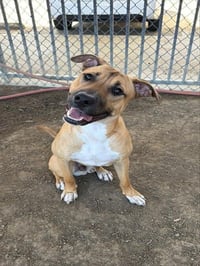 ODIE - Photo 1