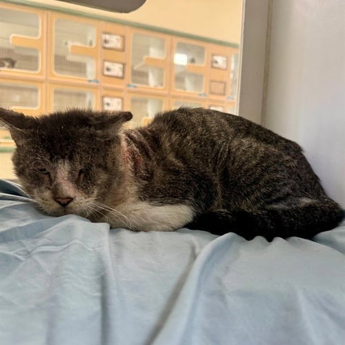 SCRABBLE - Domestic Short Hair available for adoption