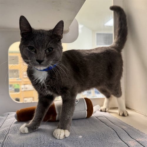 GARY - Domestic Short Hair available for adoption