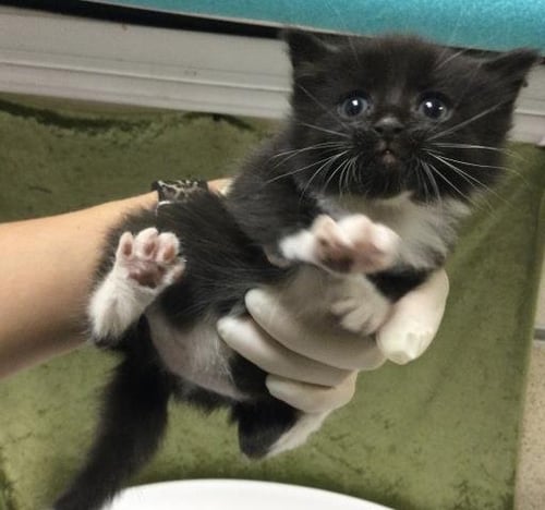 COCO CHANEL - Domestic Short Hair available for adoption