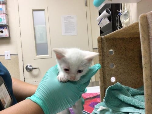 KILO - Domestic Short Hair available for adoption