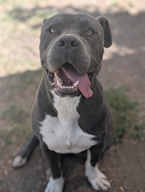 GRAYSON - Pit Bull Terrier available for adoption
