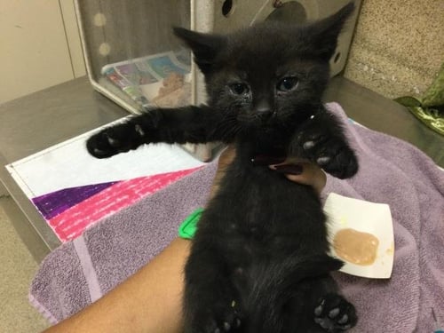 CINDER - Domestic Short Hair available for adoption