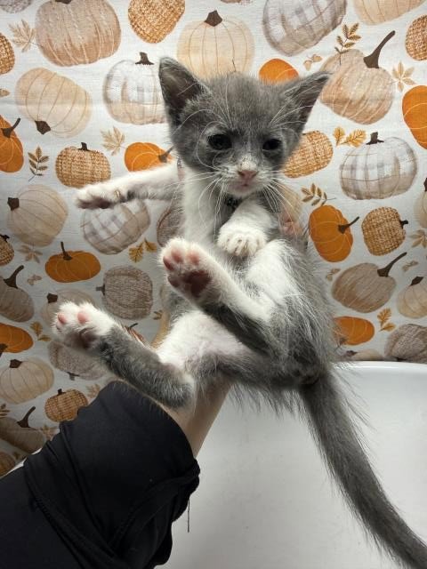 CINDY LOU - Domestic Short Hair available for adoption