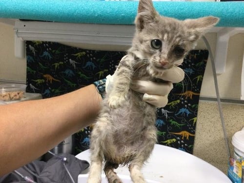 GROOT - Domestic Short Hair available for adoption